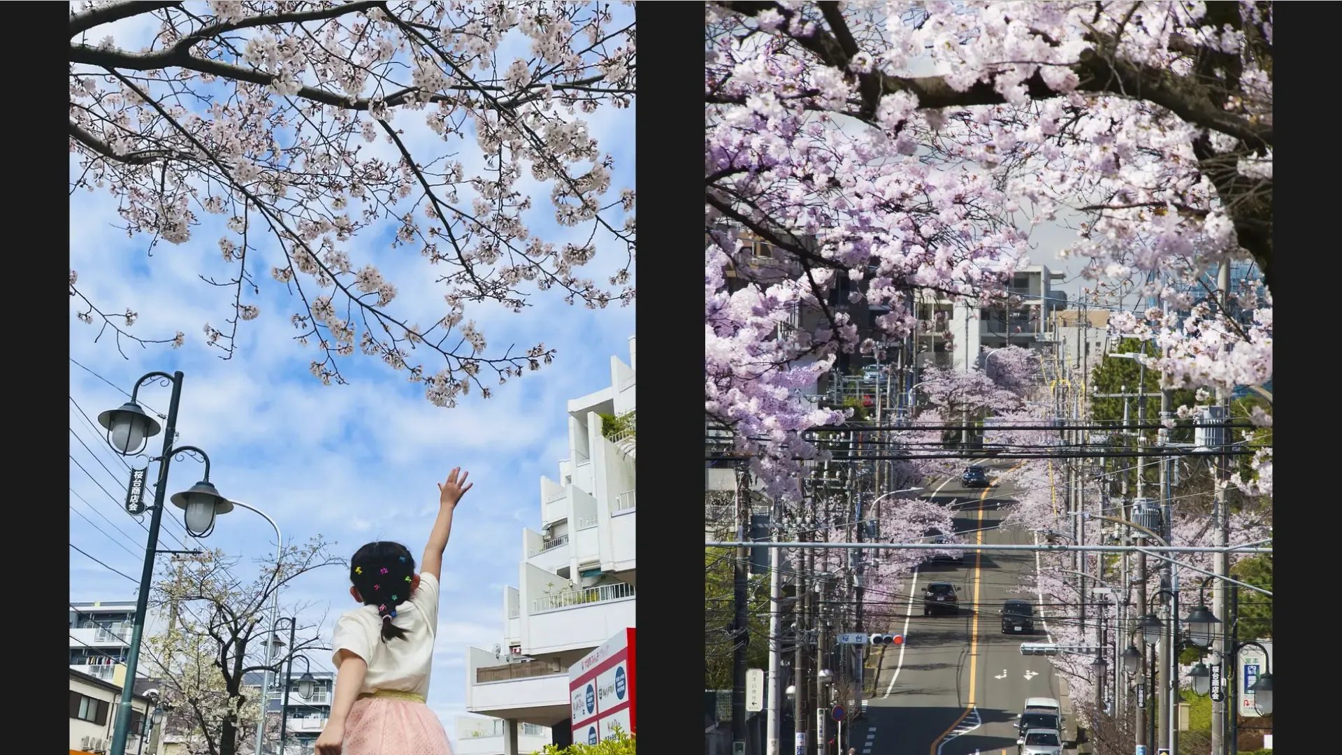 青葉区で唯一の「桜」の字がつく地　「桜台」だから